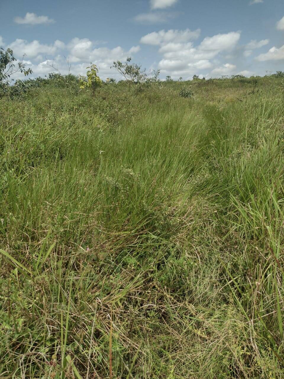 #17 - Fazenda para Venda em Aracaju - SE